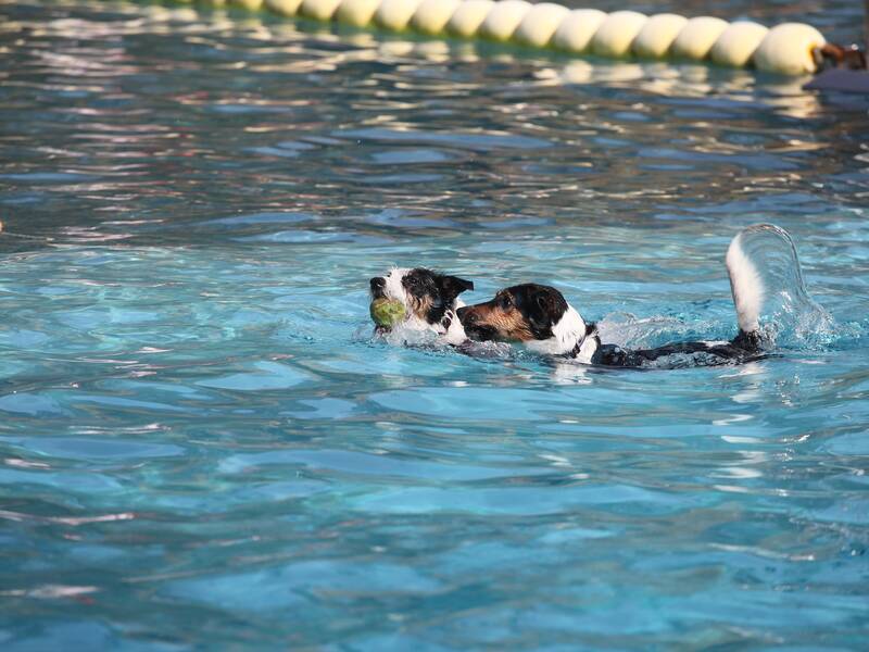 zwei Hunde schwimmen