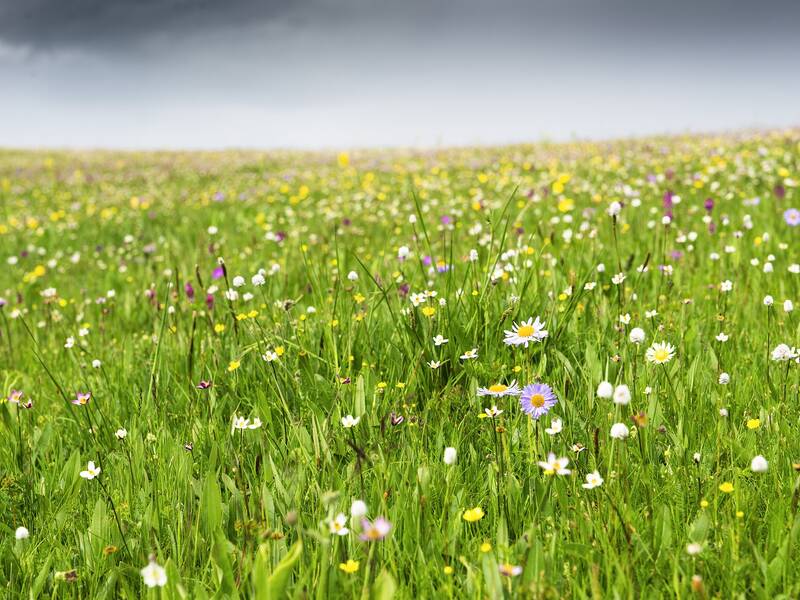 Blumenwiese