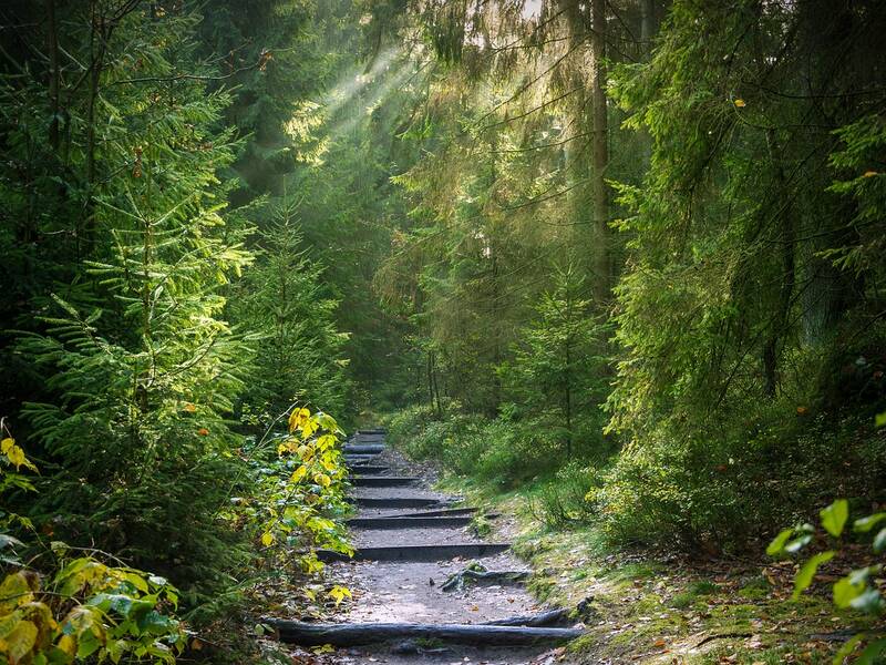 Pfad durch einen Wald